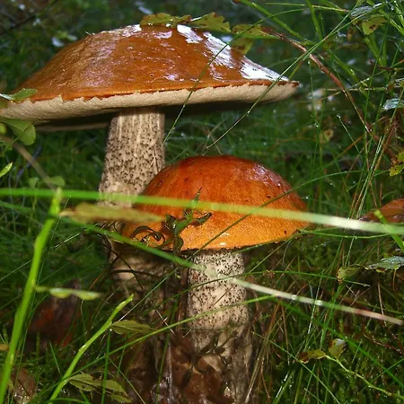 Nad Drawskim Letniskowe