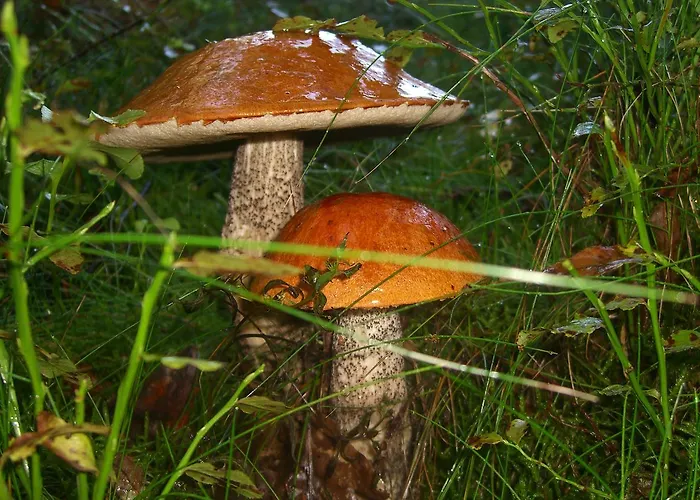 Nad Drawskim Letniskowe