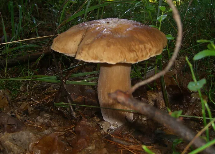 Nad Drawskim Letniskowe Lodge